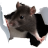 rats__baby