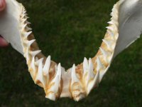 Shark teeth rows.jpg